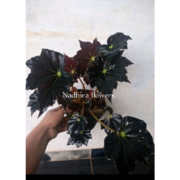 Begonia Black Velvet