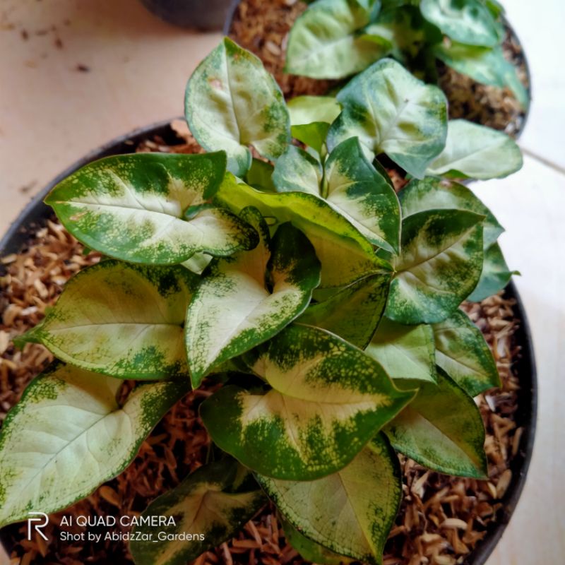 Tanaman Hias Syngonium Liliput-Syngonium Mini