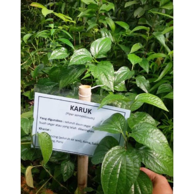 Daun karuk segar 300 gram