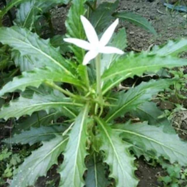 

Daun kitolod segar 100gram organik siap petik