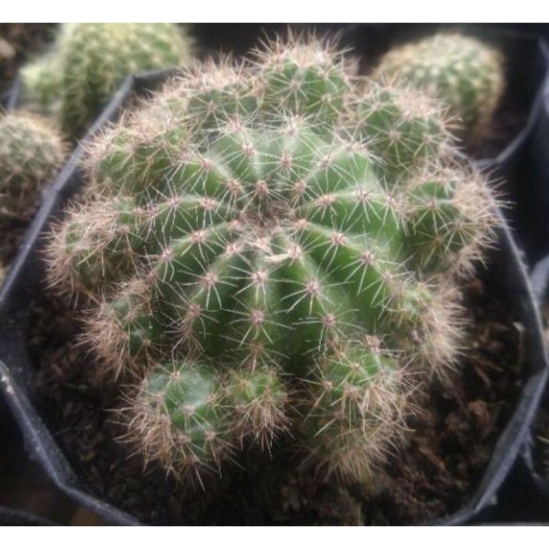 kaktus echinopsis/kaktus sangul banyak anak