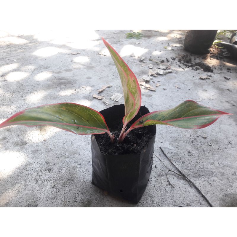 aglonema lipstik merah