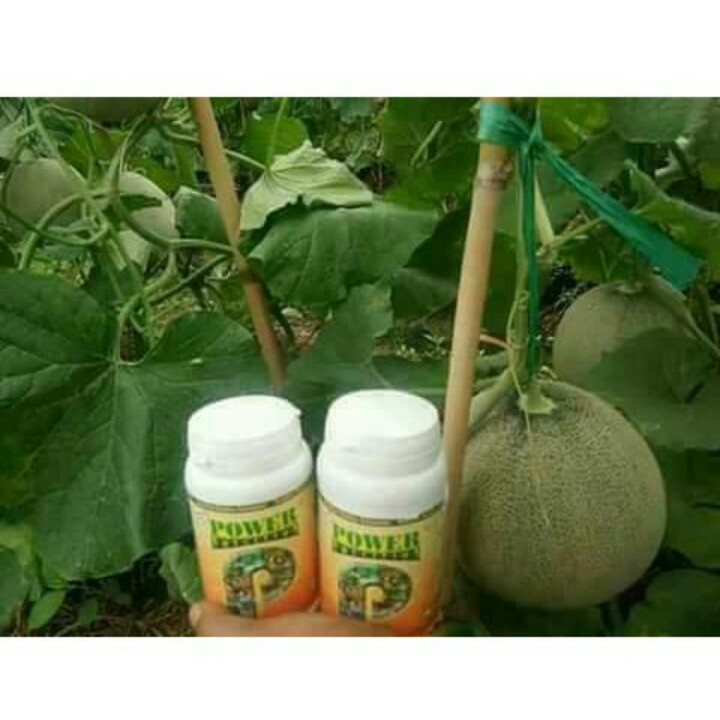 pupuk organik untuk tanaman buah POWER NUTRITION