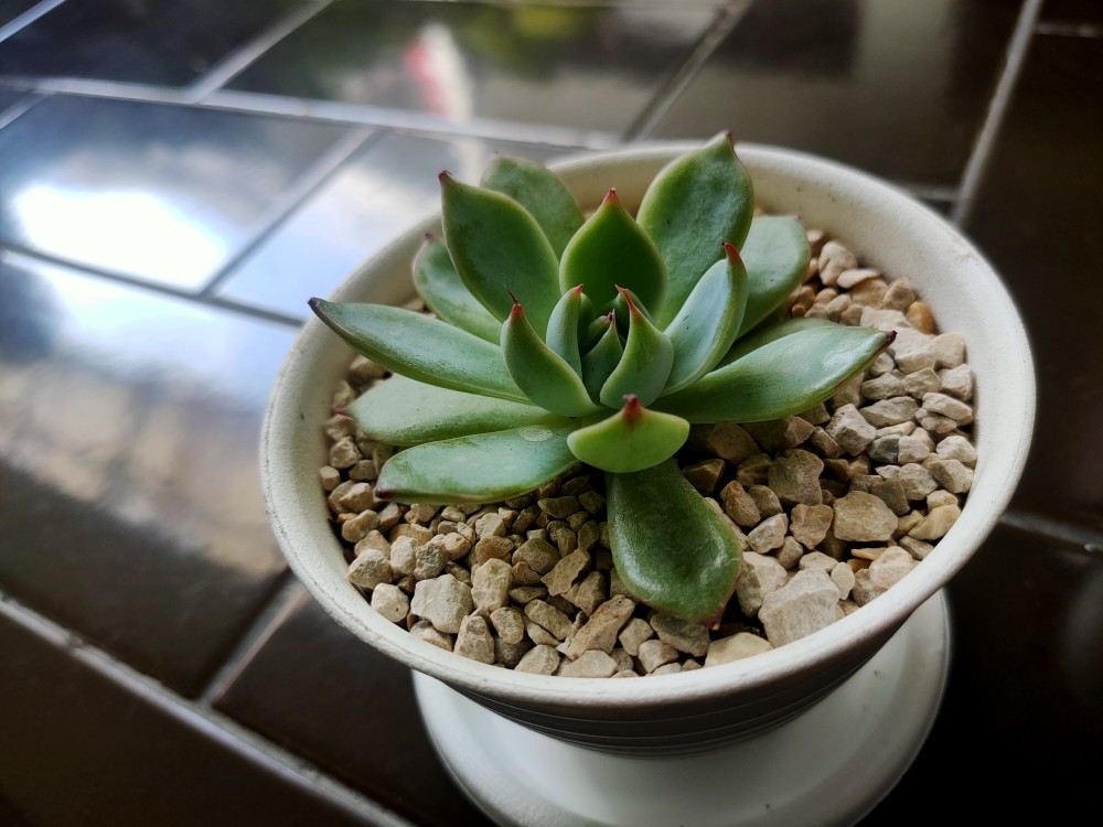 Sukulen Dan Kaktus Mini (echeveria ‘tippy’)
