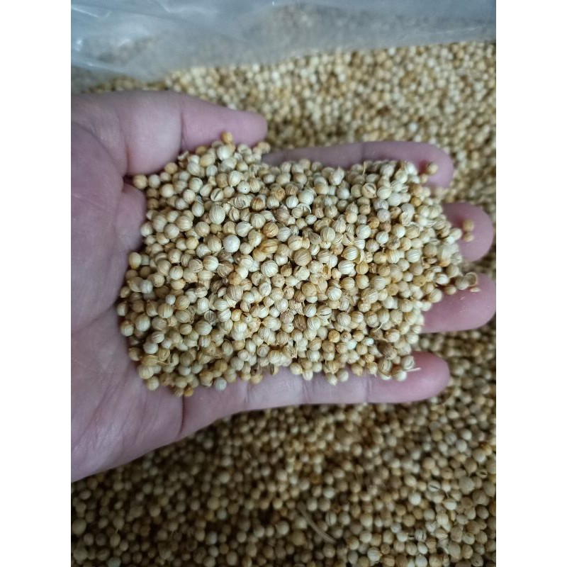 

Biji Ketumbar Asli / Ketumbar Putih / Coriander / Rempah Rempah / Lampa / Katuncar / Bumbu Masak / Ketuncar / Tumbar