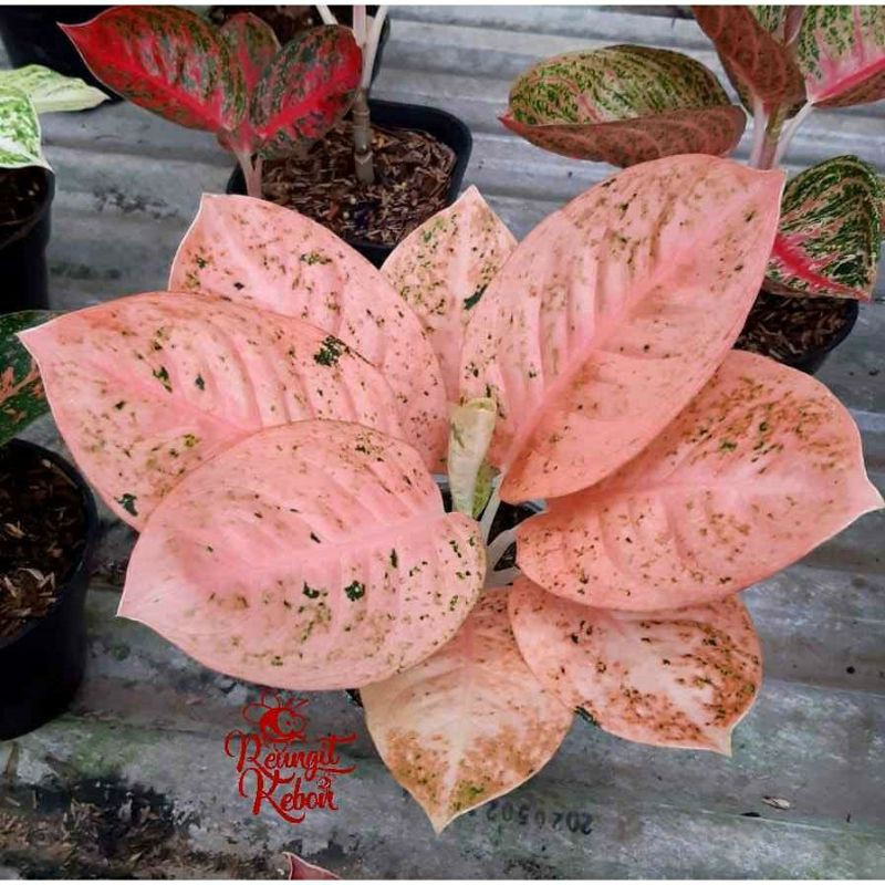 bonggol aglonema stardus orange bertunas