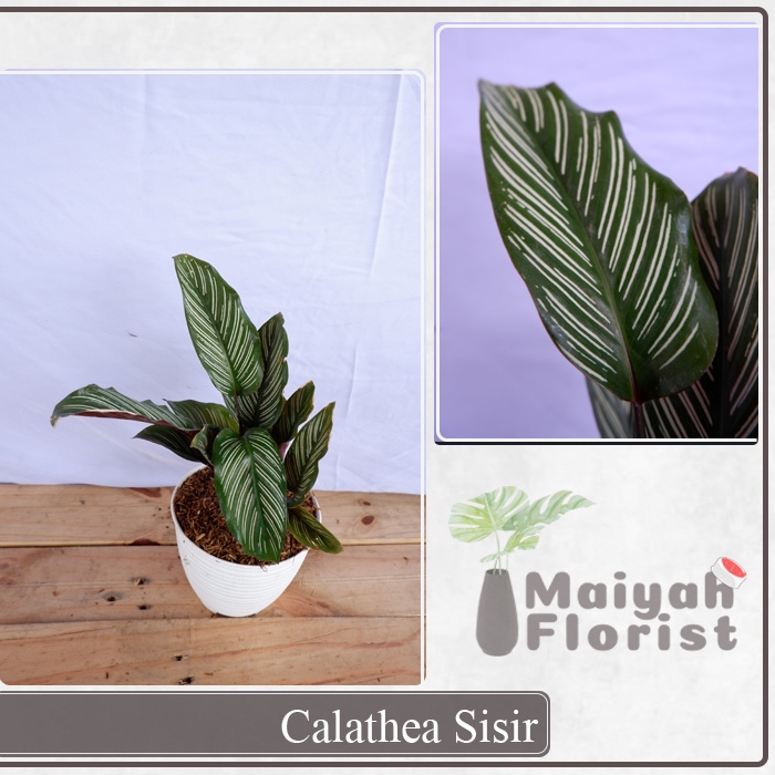 Calathea Sisir - Tanaman Daun