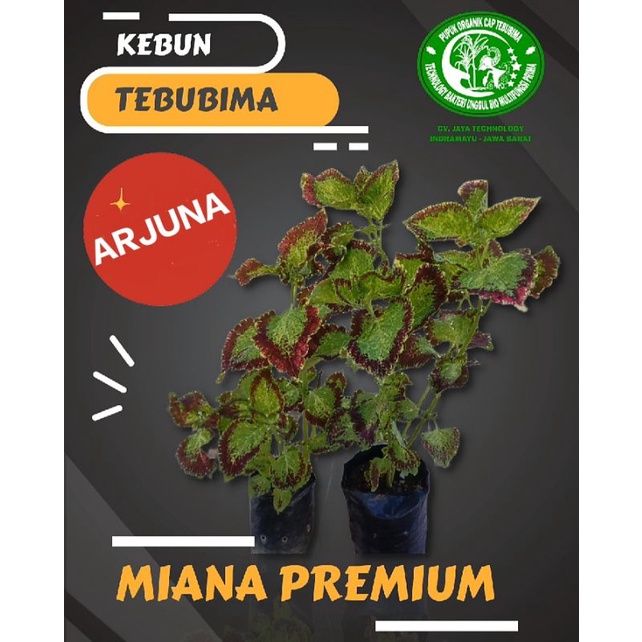 Miana Arjuna Premium