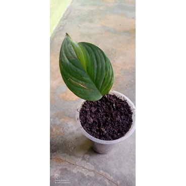 homa homalomena  var  hutan