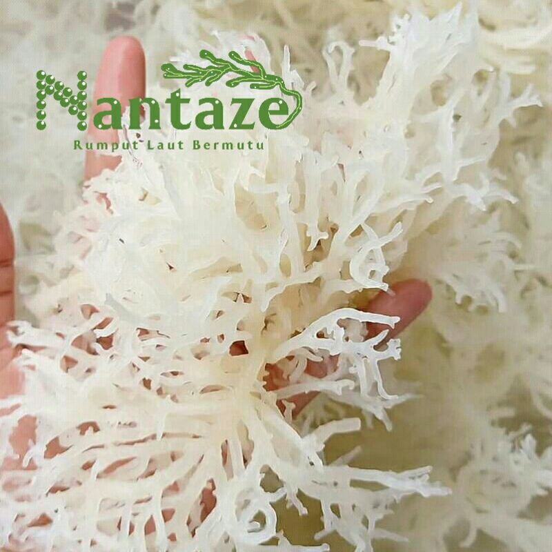 

Grosir Rumput Laut Putih 1 Kilogram / Rumput Laut Sehat / Seaweed / Rumput Laut / Rumput Laut Putih