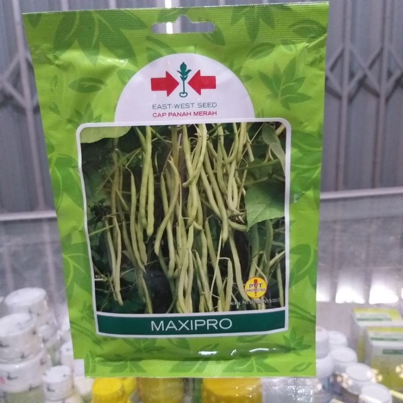 Benih buncis maxipro