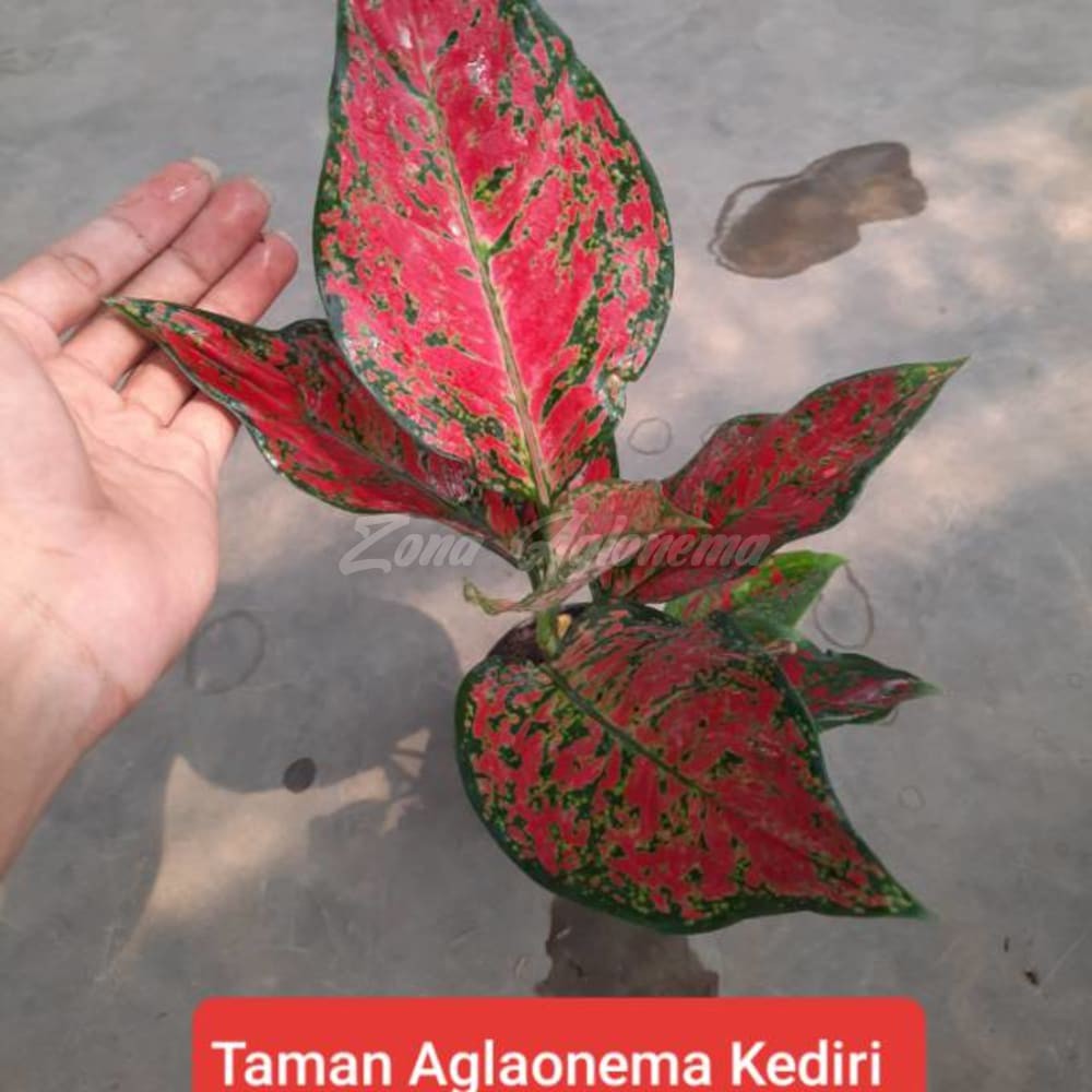 COD AGLAONEMA RED KING