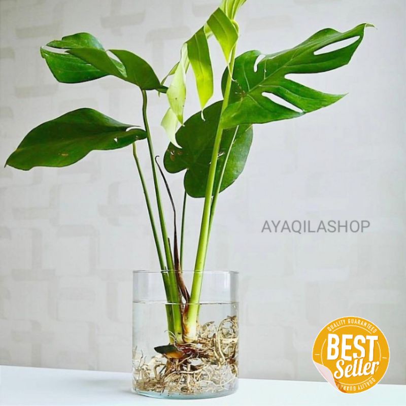 VAS KACA TANAMAN AIR HIDROPONIK / VAS BUNGA / POT KACA / VAS KACA TERARIUM / VAS KOREA / AQUARIUM IK