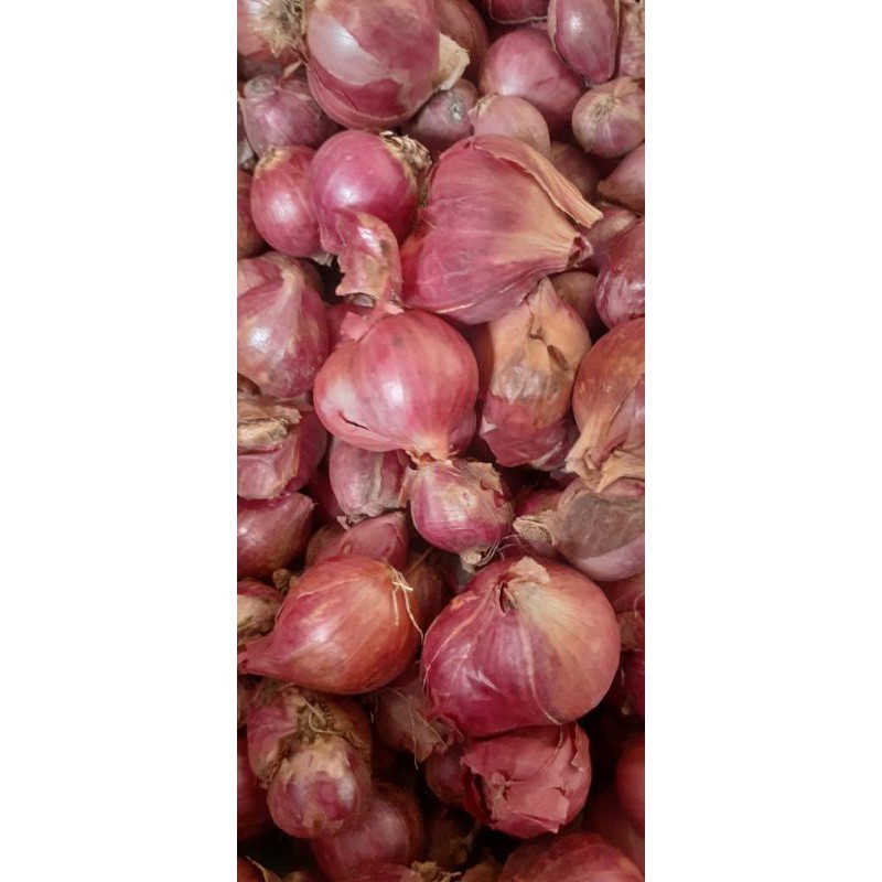 

Bawang Bima Super Jumbo