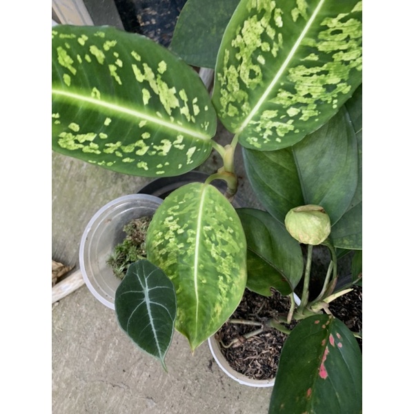 difen reflektor + alocasia black velvet + aglonema 2