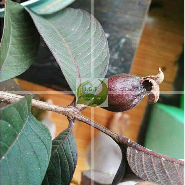 Tanaman Bibit Buah Jambu Ungu / Jambu Biji Merah Australia Brek