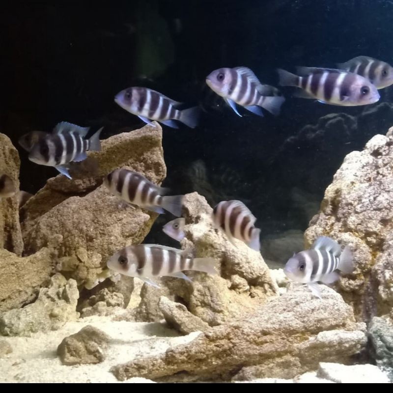 Ikan Hias Cichlid Frontosa Burundi Aquarium