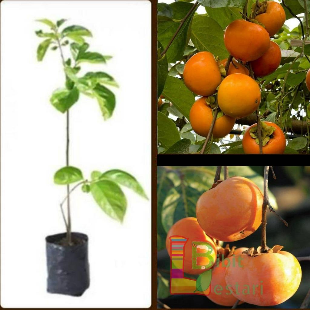 Bibit Kesemek - Bibit Buah Kesemek