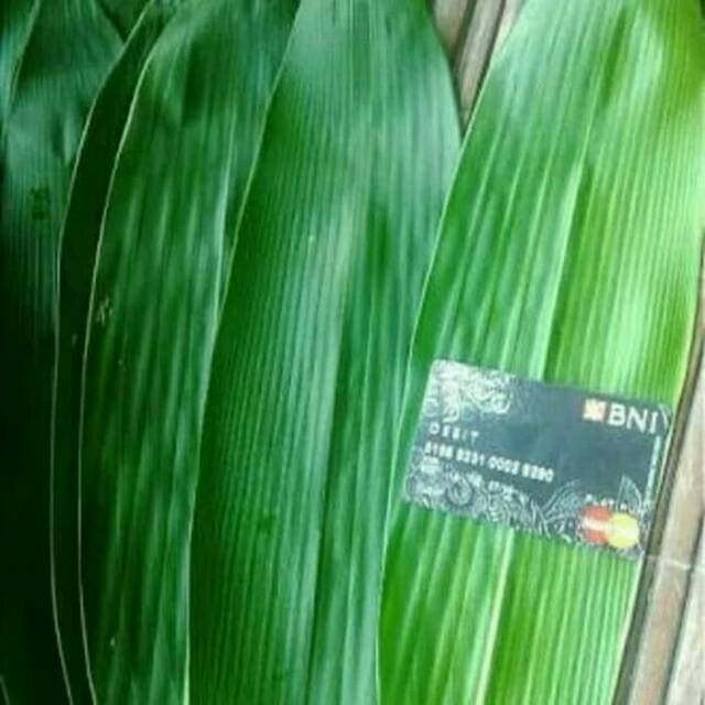 

daun bambu jumbo per lembar khusus bunfkus bacang