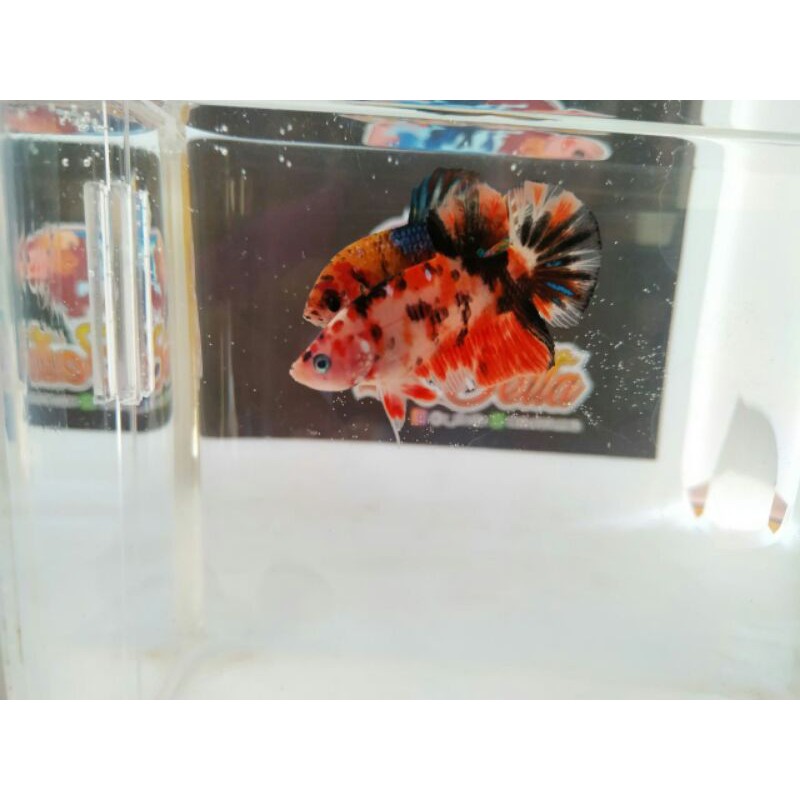 ikan cupang giant nemo tiger