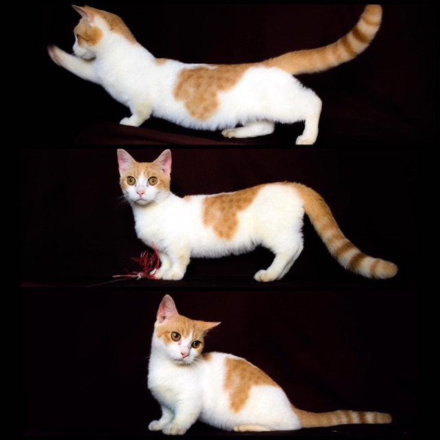 munchkin minuet standard red harleq