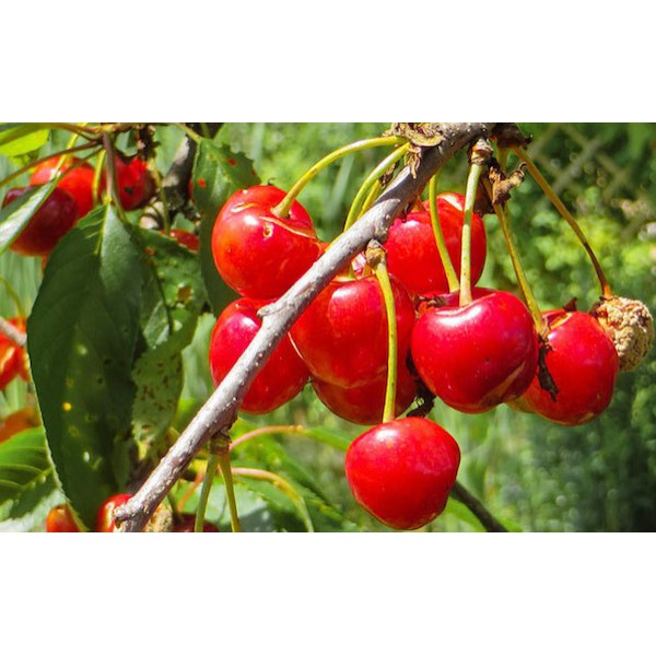 Jual Biji Buah Cherry - Tanaman Pohon Buah Cherry - Biji Pohon Buah ...