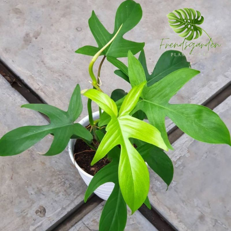 Tanaman Hias Philodendron Merpati - Philo merpati