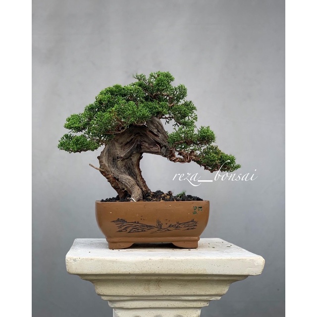 bonsai cemara sargenti tanuki