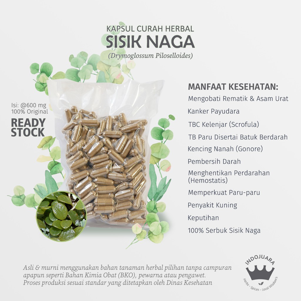 

SISIK NAGA 200x600mg Kapsul Curah Herbal Kanker Payudara Asam Urat Kencing Nanah TBC Kelenjar Radang