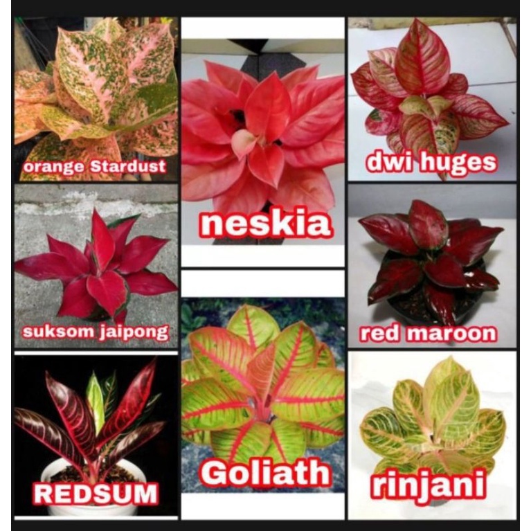 Flora_Jayaa PROMO 8 PAKET Bibit Bonggol Aglonema, Orange Stardust,Neskia,Dewi Hughes,Red Maroon, Suksom Jaipong,Red sum,Goliath,Rinjani