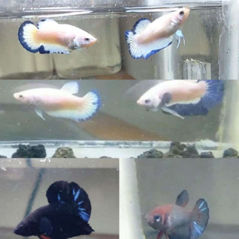 betta