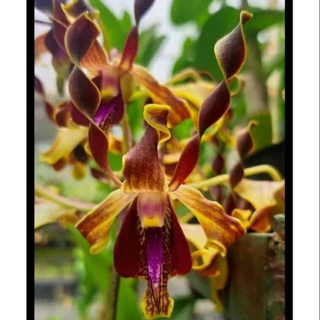 Anggrek Dendrobium dewasa jumbo