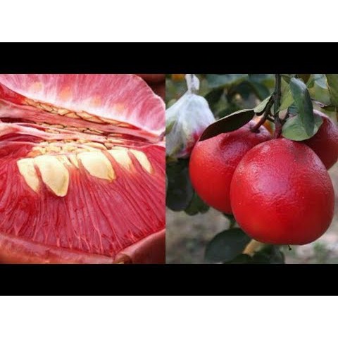 Bibit jeruk pamelo merah Red pamelo