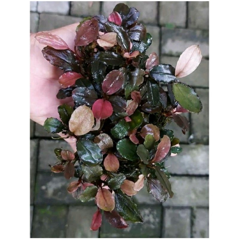 buce_yogi klocok original perKG+bonus istimewa