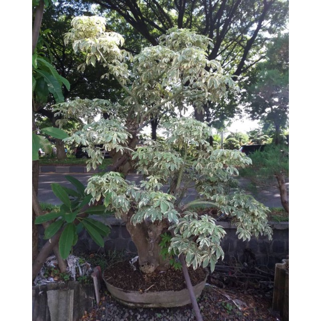 Bibit Randu putih variegata