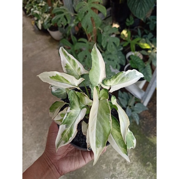 syngonium t25