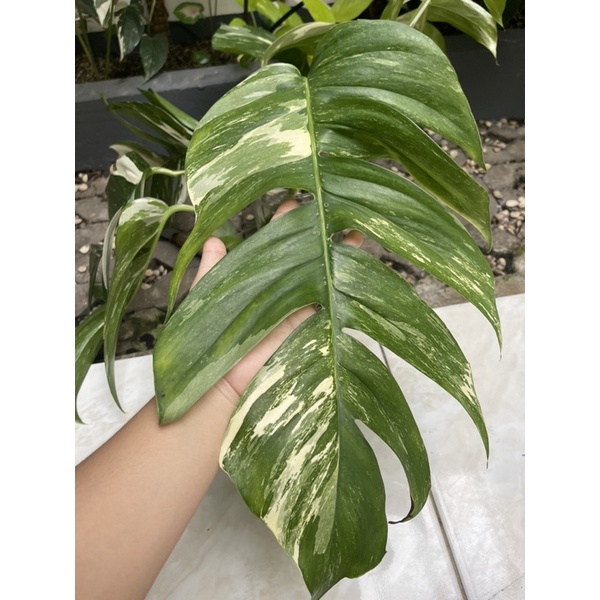 epipremnum pinnatum variegata