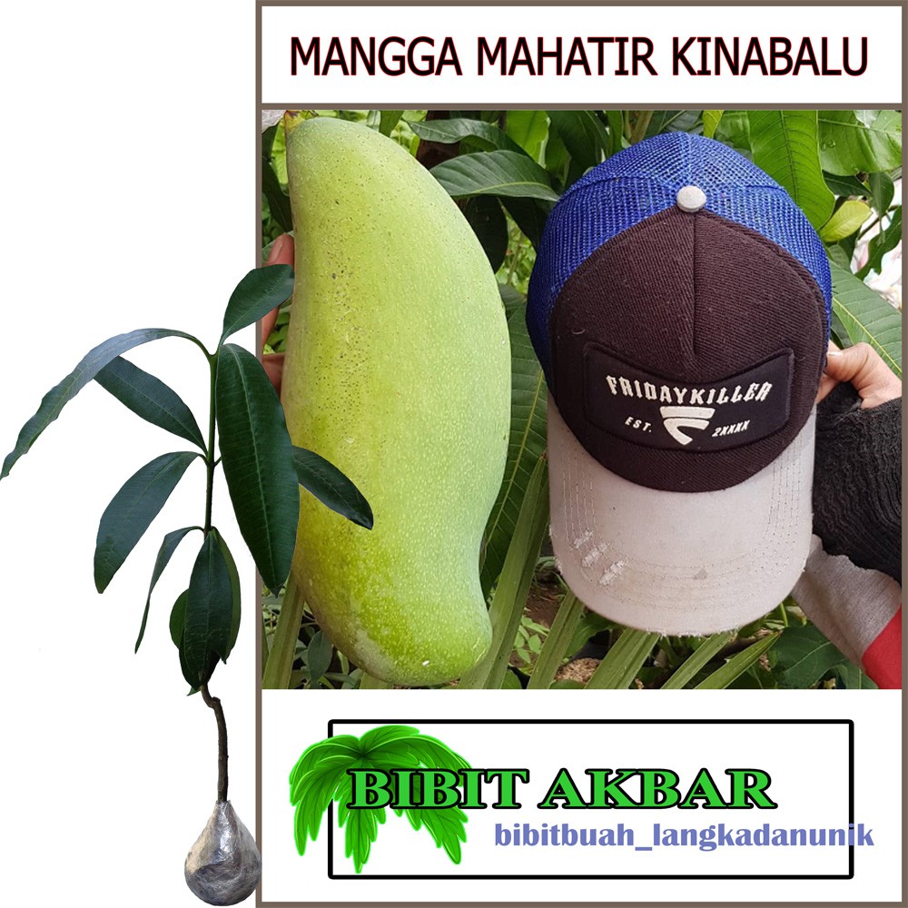 Bibit Tanaman Mangga Mahatir Kinabalu (Tinggi 40 - 60 cm)