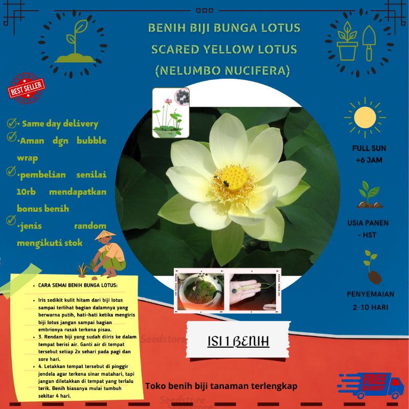 1 BIJI Nelumbo nucifera Sacred Lotus |Seedstore