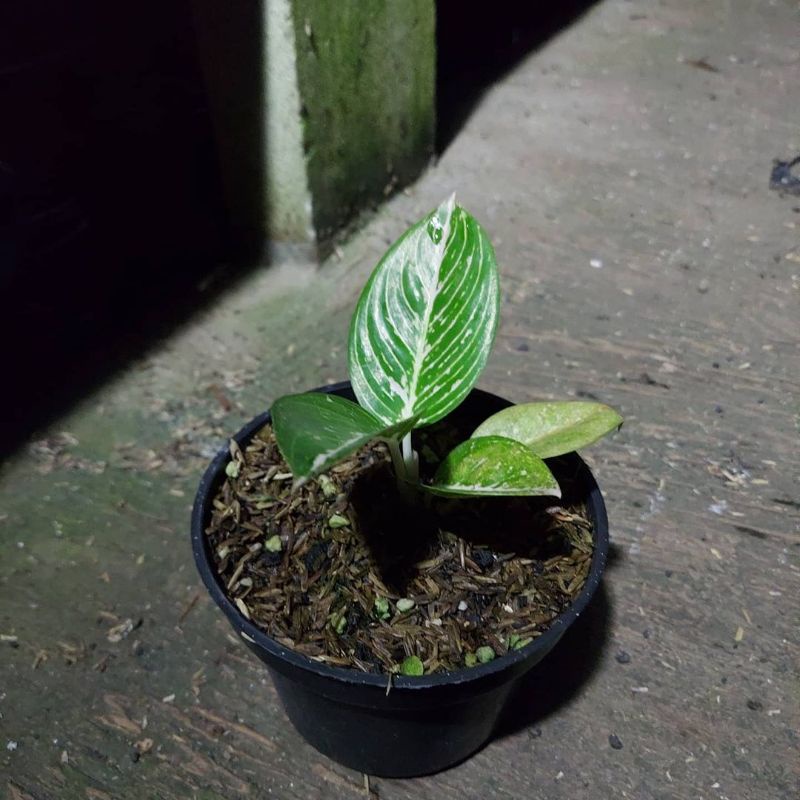 PROMO AGLONEMA WHITE ADELIA ANAKAN