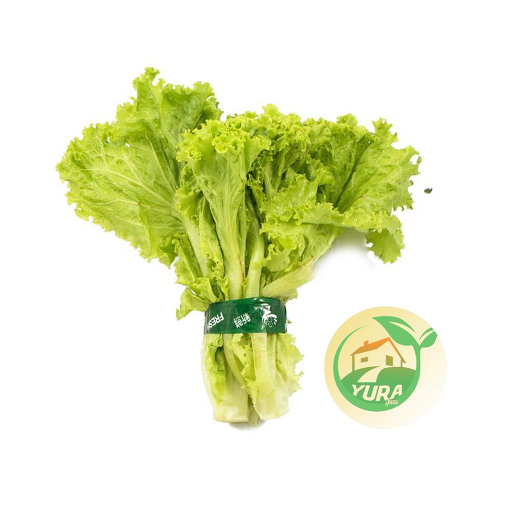 

SELADA KERITING Organik 100% Sayur Segar Organic