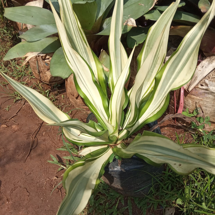 tanaman hias agave putih - agave varigata - pohon agave