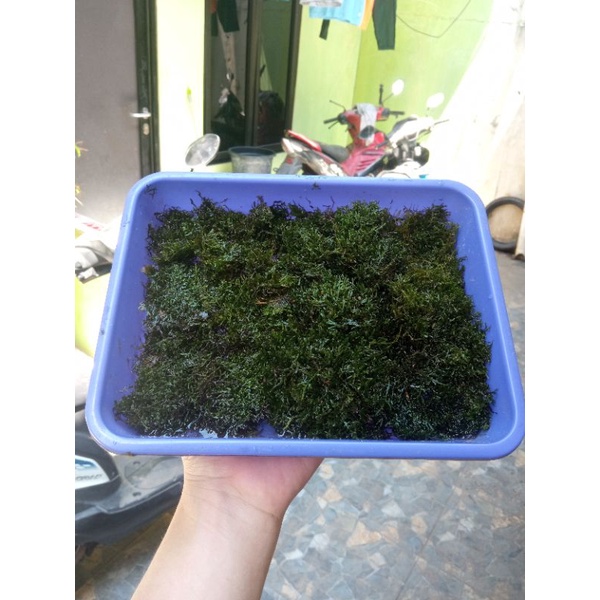 Moss ricardia Mini pelia nampan 21x16 Aquatic Plant beli 3 gratis 1 mika