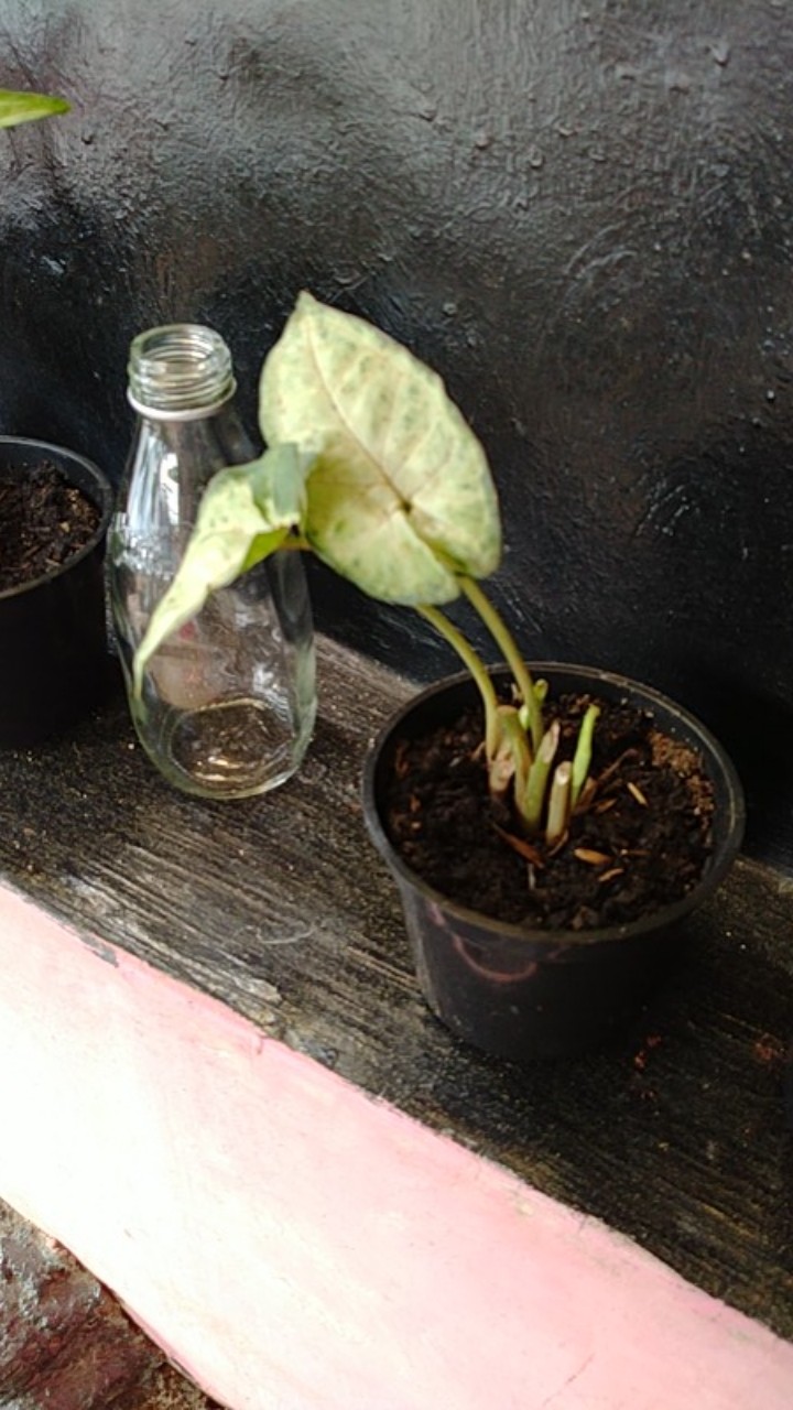 Tanaman Hias Keladi Putih Mini/caladium Mini