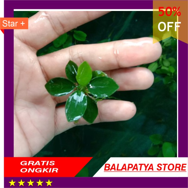 

CUMA HARI INI SAJA!!! 50 Off anubias nana ss