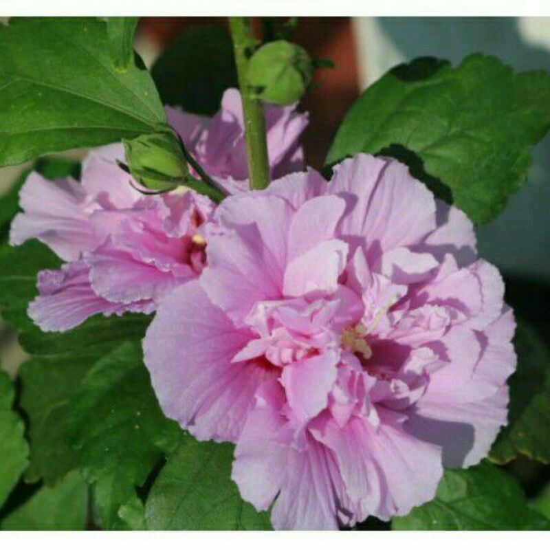 TANAMAN HIBISKUS BUNGA SEPATU UNGU / BUNGA SEPATU / Bunga Sepatu Ungu Tumpuk