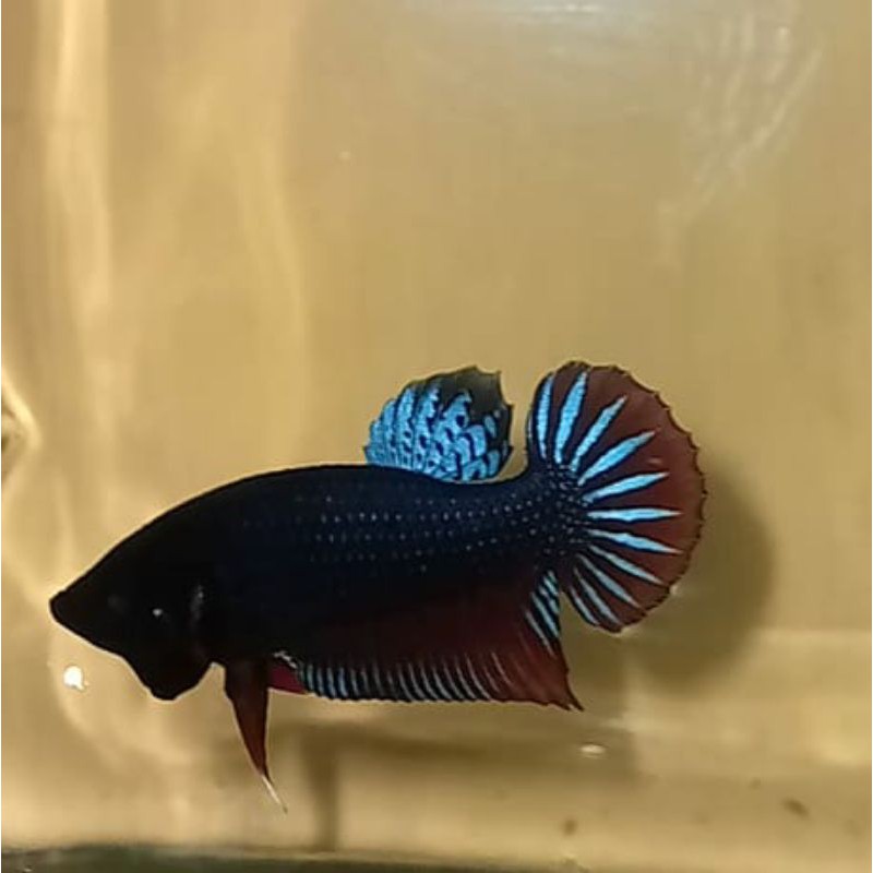 Cupang Aduan MDS#Anak Cupang MDS, Super Ganassss