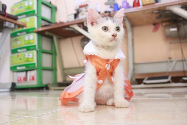 Baju kucing lucu model dress orange untuk kucing dan anjing / baju kucing terlaris size S M L XL