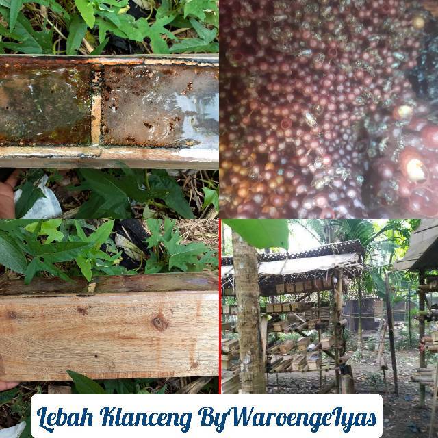 BIBIT klanceng LEAVICEP