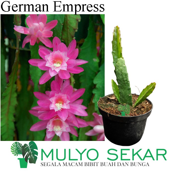 Wijaya Kusuma German Empress Epiphyllum (Bergaransi)